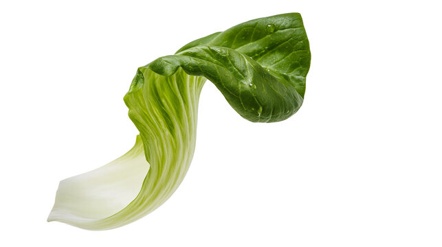 Fresh bok choy leaf with water droplets