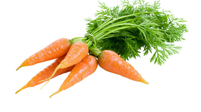 Bunch of fresh orange carrots with green leafy tops