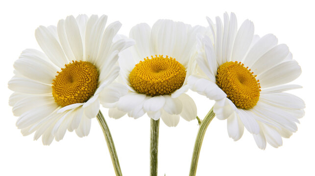Three white daisies with yellow centers and green stems