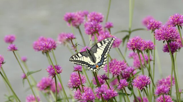 Yellow Swallowtail (Papilio machaon) moving around on a pink flower in Zurich, Switzerland