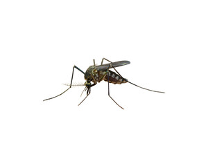 Realistic mosquito isolated PNG, detailed flying insect for pest control, healthcare and disease prevention concepts © Iryna