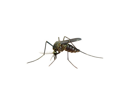 Realistic mosquito isolated PNG, detailed flying insect for pest control, healthcare and disease prevention concepts