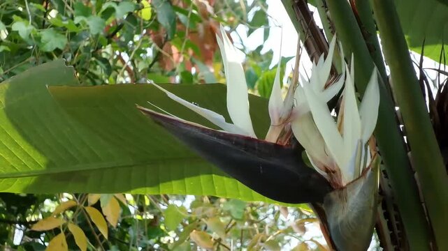 A horizontal Full HD shot capturing the stunning white flower of Strelitzia nicolai, also known as the giant white bird of paradise or wild banana tree, blooming beautifully among its lush green.
