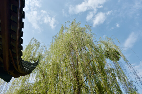A low-angle shot captures the lush, flowing branches of weeping willow trees against a vibrant blue sky with white clouds. The scene is framed by a traditional Chinese roof edge, creating a tranquil