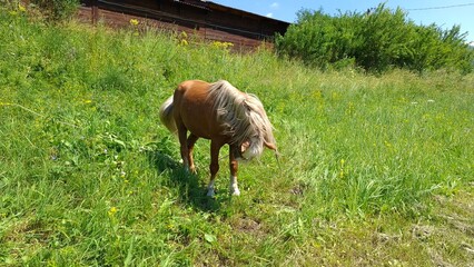 A brown horse with a white mane lowering its head to graze on green grass by a rural barn, gentle farm moment, pasture life, countryside summer. © Nelly