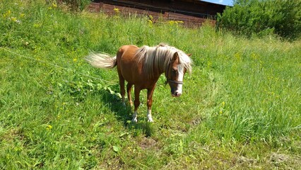 A chestnut horse with a light mane standing on a grassy field near a wooden barn and swishing its tail, farm animal portrait, sunny summer day. © Nelly