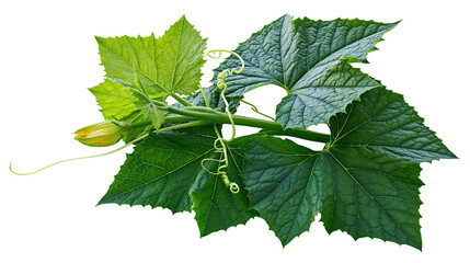Green cucumber plant vine with leaves and flower bud © Veikko