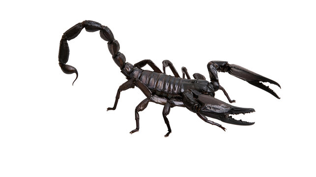 Black scorpion with raised tail and claws