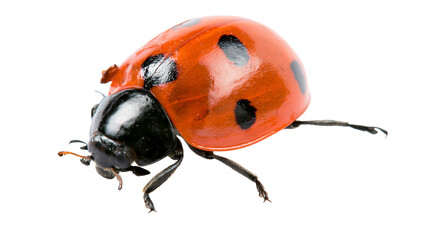 Red ladybug with black spots on white © Veikko