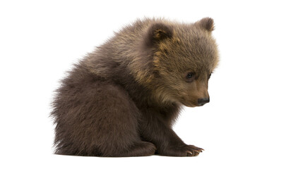Brown bear cub sitting, looking down with curious expression © Veikko