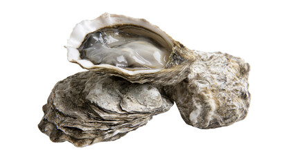 Fresh oyster in shell with glistening meat © Veikko