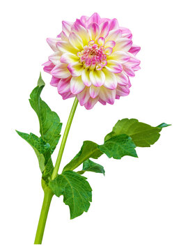 close up of blooming dahlia flower isolated on transparent background