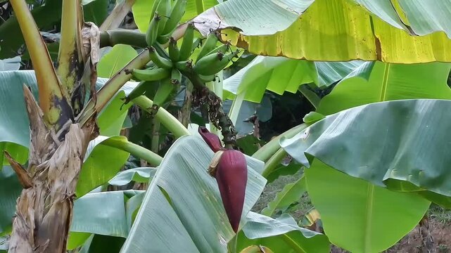 A horizontal Full HD shot of a Pisang Ambon banana tree (Musa acuminata), displaying a dense bunch of young green bananas and a long purple banana blossom in a tropical plantation.