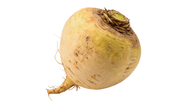 Whole raw organic yellow turnip root crop vegetable isolated on transparent background