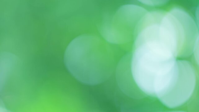 Soft mint green translucent bokeh swaying gently in morning wind, serene nature background