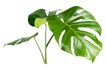 Monstera leaf png sticker, botanical, transparent background © Rawpixel.com