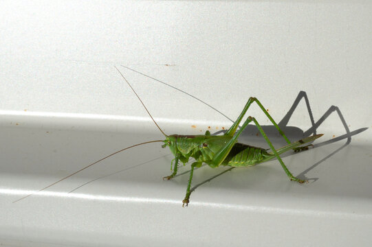 Female speckled bush-cricket or Leptophyes punctatissima resting on glowing metal surface in urban environment.