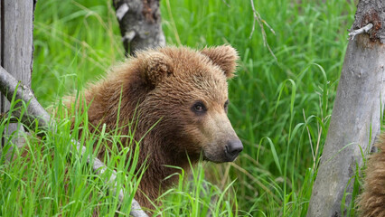 Brown Bear Cub Alert Among Tall Green Grass and Birch Trees at Brooks Falls, Katmai National Park, Alaska © Banu