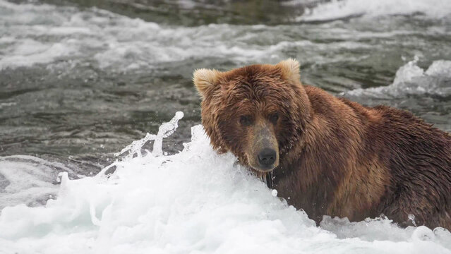 Brown Bear Standing in Rushing River Rapids While Hunting for Salmon at Brooks Falls, Katmai National Park, Alaska