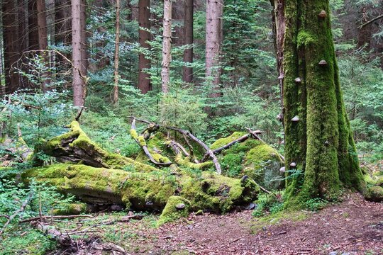 Decaying European beech covered with moss, wood-decay fungi and fallen rotting trunk illustrating biodiversity, forest microhabitats and natural ecosystem processes