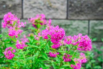 Obraz premium Bright vibrant pink flowers blooming in a summer garden close up.