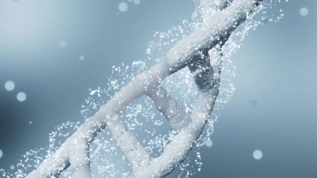 3D dynamic DNA double helix structure plays in a loop