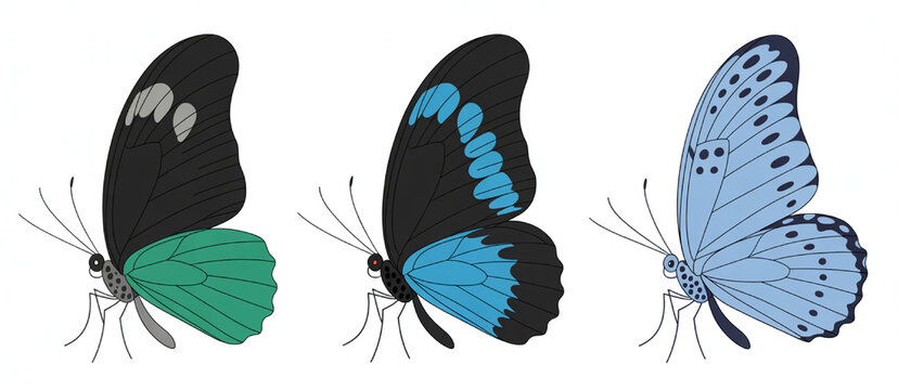 Three colorful butterflies in profile showing distinct wing patterns and hues during a scientific illustration