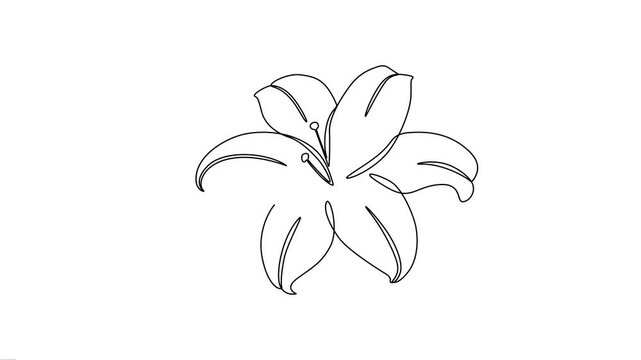 Lily Flower Continuous Line Art Animation Loop Video