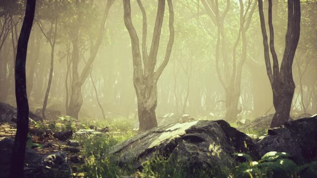 Quiet fog laced forest glade with scattered boulders and soft undergrowth, cinematic stillness suited for poetic editorials or solitudefocused wellness imagery
