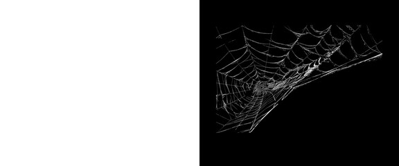 Spooky spider web on black background, creepy cobweb texture for Halloween design, dark gothic graphic element © PNG Stock