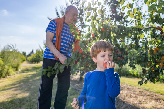 Grandson eats fresh apricot with grandfather in family orchard
