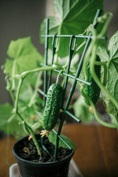 A potted cucumber plant grows on a small trellis inside an apartment