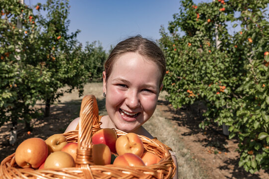 A teenage girl holds an apricot basket in a fruit orchard