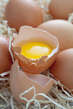 Fresh eggs on wood wool