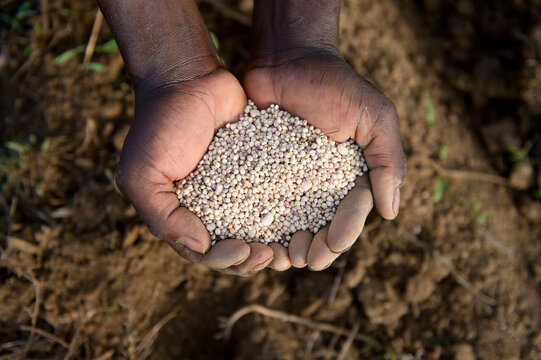 Burkina Faso, Tinkoaguelga, hands holding sorghum grains and beans