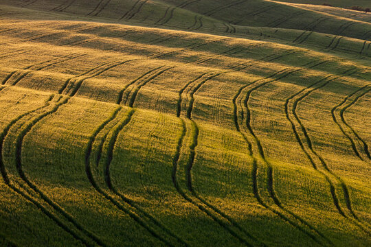 Italy, Tuscany, Crete, View of tire tracks in cornfield