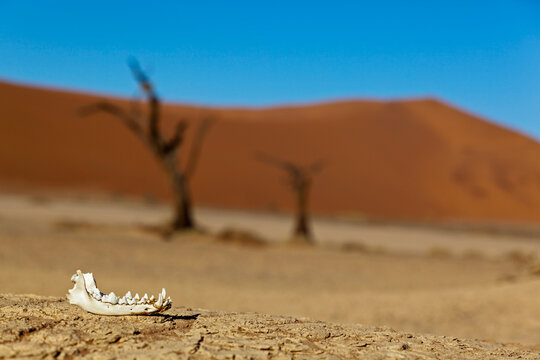 Africa, Namibia, Namib Naukluft National Park, Lower jaw of a Jackal in the namib desert