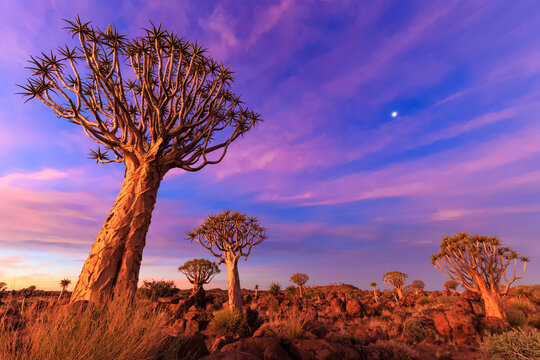 Africa, Namibia, Keetmanshoop, Quiver Tree Forest at sunset