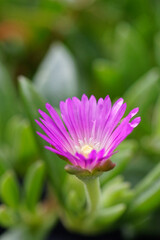 Fototapeta premium delosperma