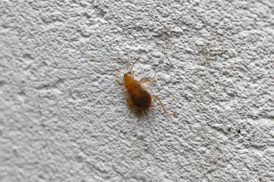 blatte de jardin