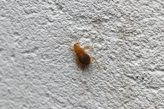 blatte de jardin