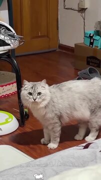 Playful domestic cats chasing fast moving toys in bright home interiors captured during dynamic video footage for social media marketing