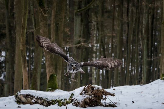 Czechia, Great grey owl, Strix nebulosa in forest