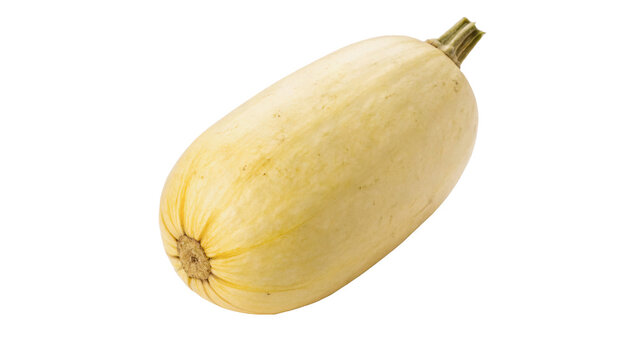Whole fresh yellow spaghetti squash organic winter vegetable crop isolated on transparent background