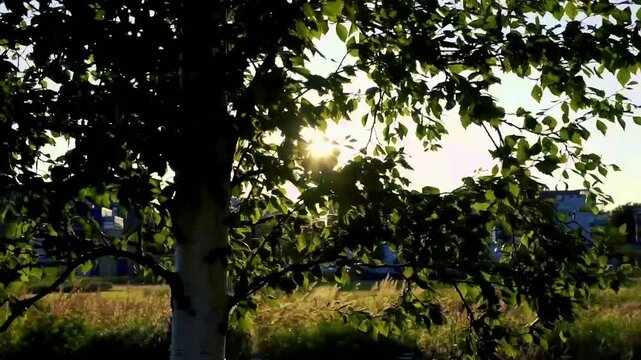 Birch Leaves Backlit by Low Evening Sun in Summer