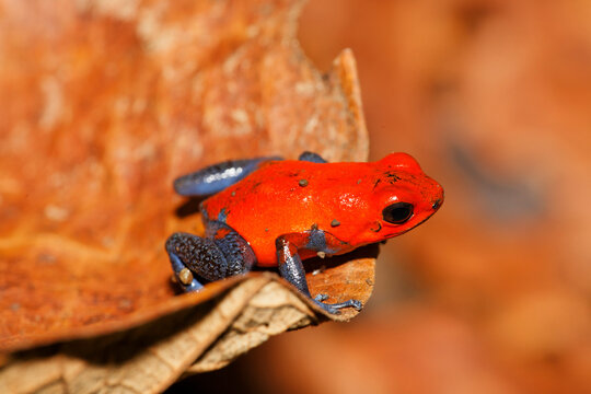 Costa Rica, Poison dart frog on leaf