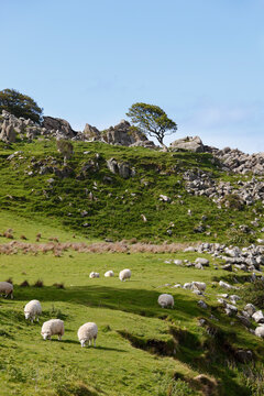 United Kingdom, Northern Ireland, County Antrim, View of sheep grazing on grassy landscape