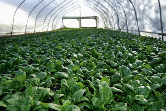 Fresh organic spinach growing in a greenhouse in Upper Bavaria Germany