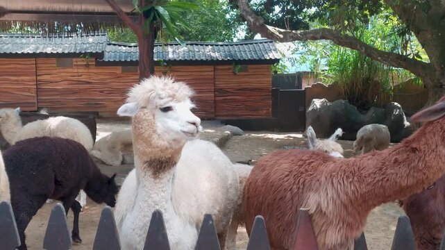 Footage of two alpacas chewing and looking around