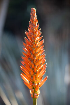 Aloe
